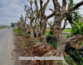 Cây kiểng 