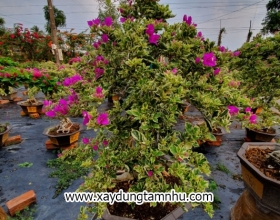 Cây hoa giấy 