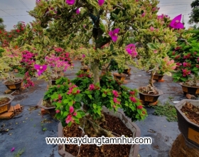 Cây hoa giấy 2