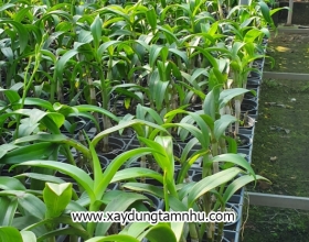 Các loại hoa kiểng Các loại hoa kiểng